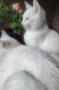 бяло мъжко коте, сини очи, 5 мес., снимка 9