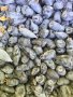 Боровинка майска - Блу велвет, снимка 7