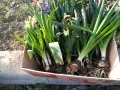 зюмбюл с луковица в саксия с почва 1004251448, снимка 3