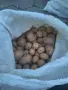 Картофи за животни , снимка 1