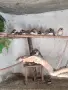 Продавам Зеброви Амадини, снимка 1