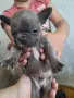 Френски булдог  ., снимка 8