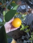 портокал "Валенсия", снимка 6