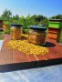 Пчелен прашец, снимка 1 - Пчелни продукти - 31128683