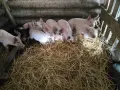 Малки прасенца на 52 дена, снимка 1