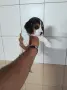 Бигъл елизабет.   , снимка 6
