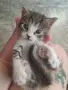 КОТЕ бебе,женско, снимка 6