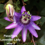 Пасифлора - Passiflora   Налични 4 вида , снимка 3