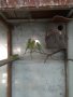 Канарчета,амадини, корели и вълнисти папагали , снимка 11