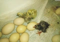 оплодени и проверени Яйца АМРОК -Разплодни яйца за люпене от кокошки породата Амрок, снимка 10
