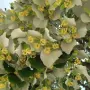 Сребролистна липа/Tilia tomentosa, снимка 1