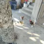 Свободни шабо пилета, снимка 3
