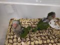 Ръчно хранени папагали Монах, снимка 3