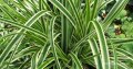 Карекс Айс Данс, Carex morrowii Ice Dance, студоустойчива, вечнозелена, снимка 3