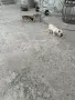 Свободни пинчери , снимка 3