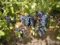 ПРОДАВАМ ГРОЗДЕ В ГР.ТОПОЛОВГРАД сортове Памид, Мерло, Каберне Совиньон, Ркацители, снимка 2