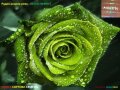 Рядък сорт семена на зелена, роза, " Нефрит " "Rare, Rose, Seeds, 25/