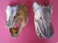 Рога от бик, рог, зъби от динозавър, акула, глави щука, вкаменелости, сепийна кост, снимка 6