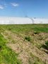 Оранжерии под наем на 7 км. от гр. Варна в с. Куманово, от 70 кв.м. до 300 кв.м. 