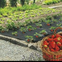 Найлон за ягоди, снимка 1 - Градински цветя и растения - 30315545
