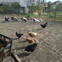 продавам пуйки,гъски,патици,кокошки, снимка 5 - други­ - 44288413