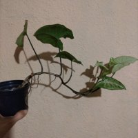 Сингониум влачещо растение 45 см, снимка 1 - Стайни растения - 42552972