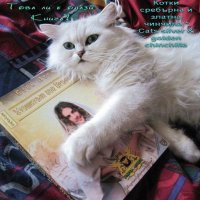 Котки Чинчила * Chinchilla Cats, безплатно посещение!, снимка 7 - Чинчили - 36915177