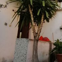 15г палма Юка височина 2. 80 м, снимка 4 - Градински цветя и растения - 38399716