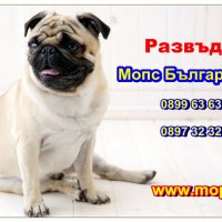 Чистокръвни кученца порода Мопс, снимка 2 - Мопс - 1662055
