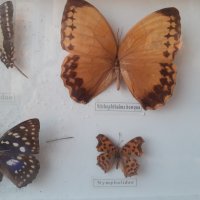 Пано с истински пеперуди в рамка 47х23 см, снимка 6 - Пана - 34871203