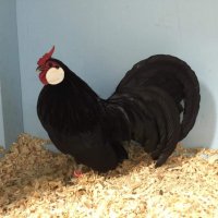 Продавам черен Розкомб., снимка 2 - Кокошки и пуйки - 40147963