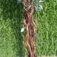 Изкуствен Шарен Фикус Бенджамин с преплетени стебла , снимка 3 - Изкуствени цветя - 42230303