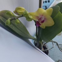 орхидея, снимка 5 - Стайни растения - 44499040