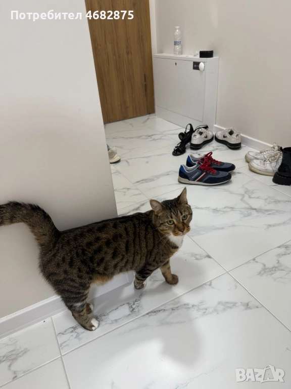 Спешно търси дом – ДОМАШЕН КОТАРАК, снимка 1