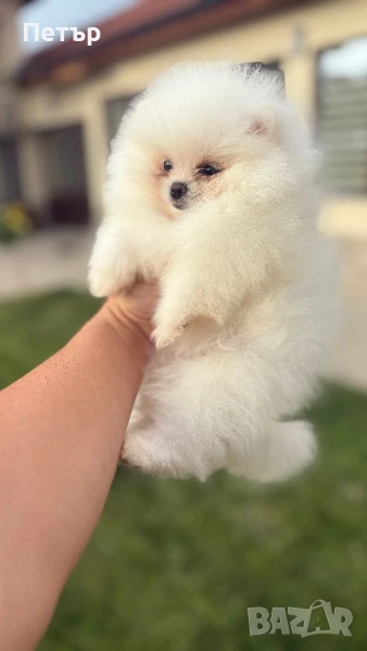 Мини померан , снимка 1