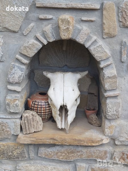 Стар кравешки череп, снимка 1
