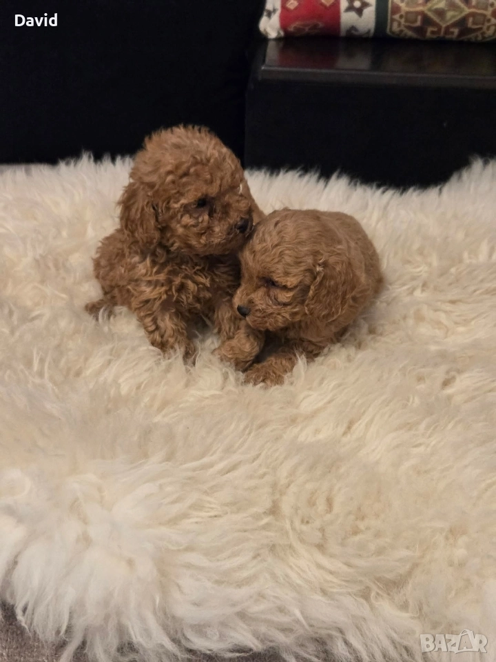 той пудели , снимка 1