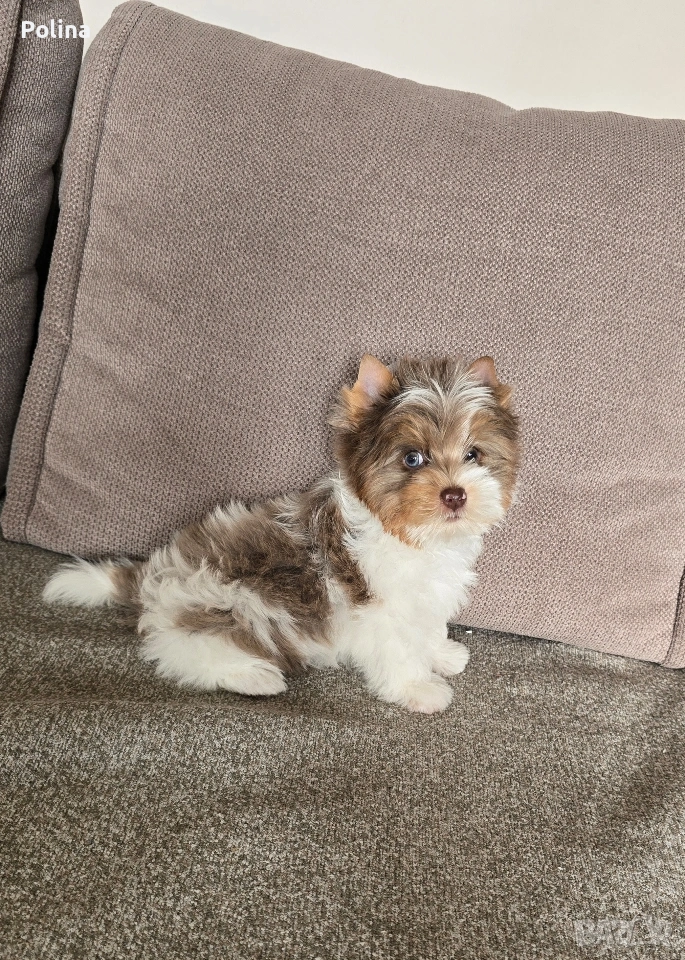 Шокобери момче, снимка 1