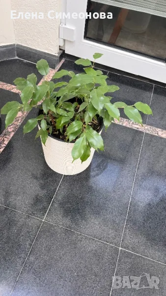 Бенджамин, снимка 1