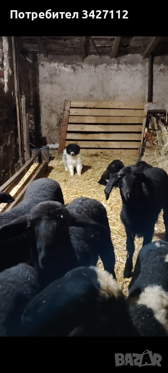 Женски каракачански , снимка 1