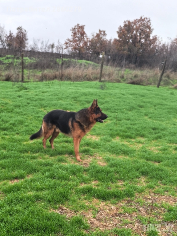 Елитни кучета от елитни родители , снимка 1