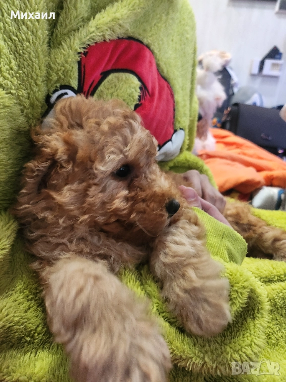 Чистокръвен Пудел, снимка 1