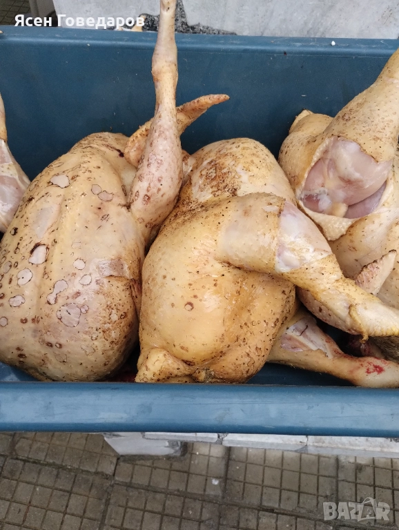 Домашни бройлери, снимка 1