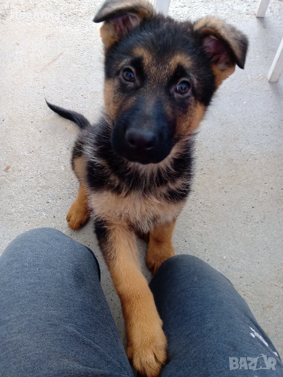 Немски овчарки, снимка 1