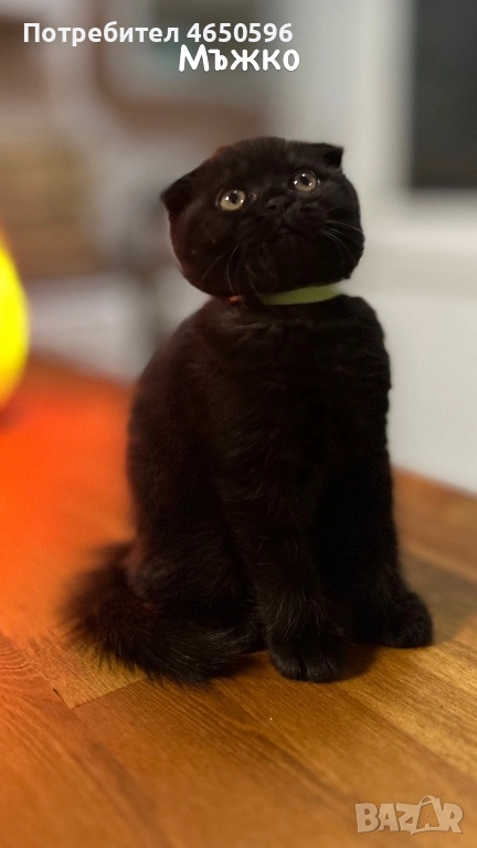 Британски котета , снимка 1