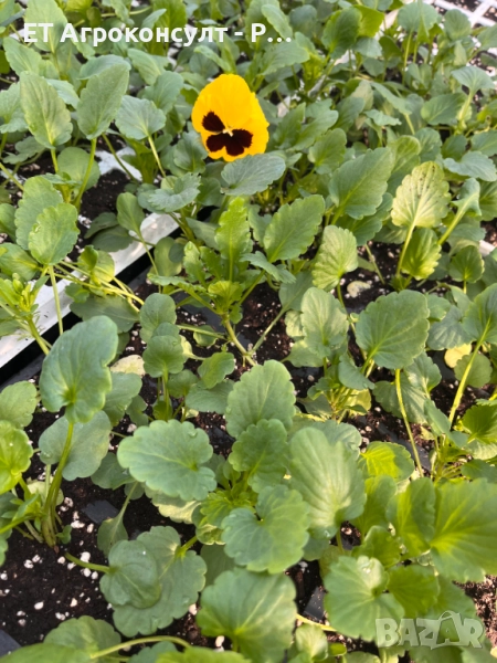 Разсад Теменужки различни цветове, снимка 1