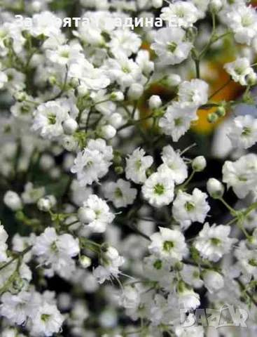 Гипсофила, снимка 2 - Градински цветя и растения - 49459706