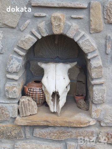 Стар кравешки череп, снимка 1 - Други ценни предмети - 35238355