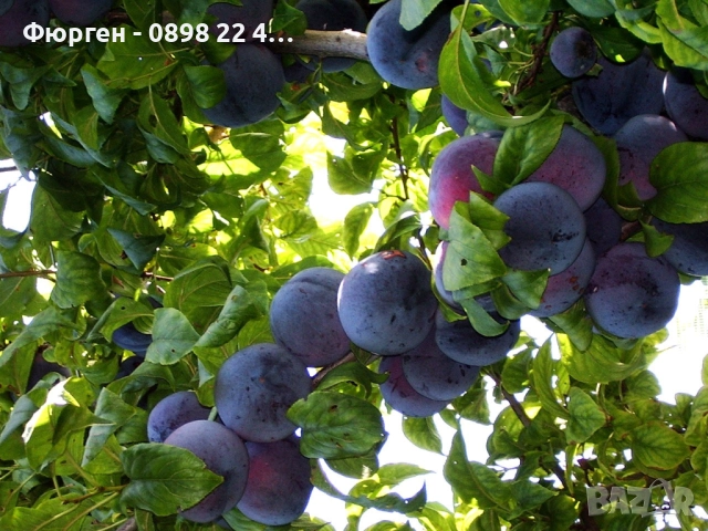 Слива - Налични 4 сорта Анджелино ,Черен диамант (Блек Даймънд) , Черен Сплендор - BLACK SPLENDOR и , снимка 8 - Разсади - 51852300