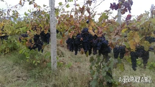 Продавам грозде